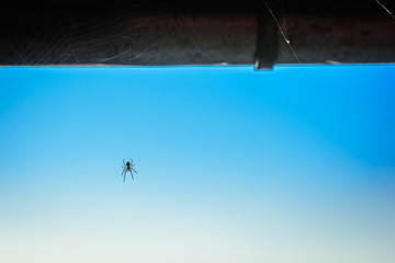 Spinne im Netz vor blauem Himmel