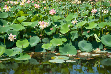 Beautiful lotus flowers grows in the lake. Botanical garden in Jerusalem.
