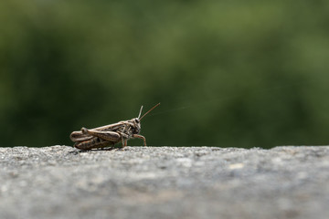 Heuschrecke freigestellt vor grünem Hintergrund