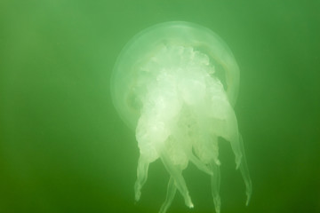 Large sea jellyfish