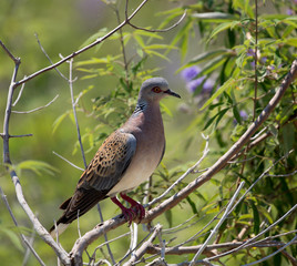 Spectacled pigeon, unique bird 