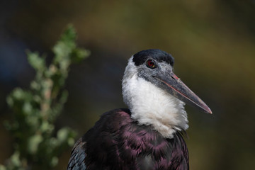 Wollhalsstorch 