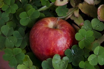 Manzana roja entre tréboles, vista desde arriba