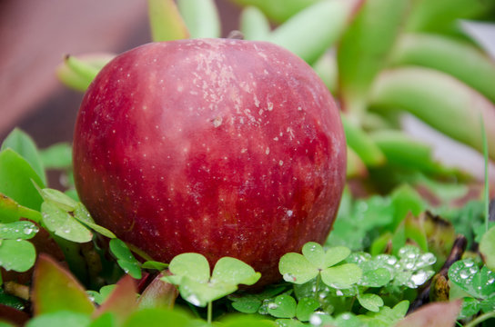 Manzana roja entre tr&eacute;boles.