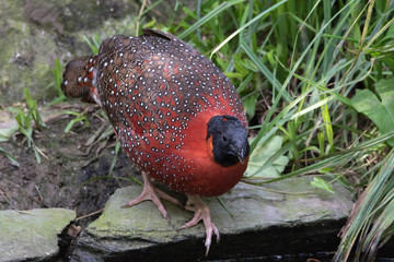 Tragopan