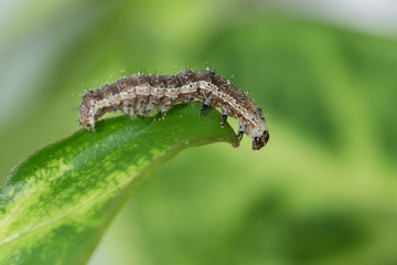 Raupe - freigestellt auf grünem Blatt 