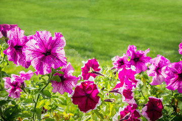 Petunia flowers in the foreground against a background of green grass lawn