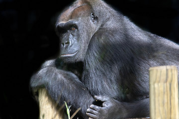 Gorilla