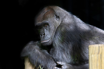 Gorilla