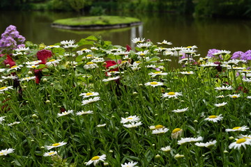 garden, nature flowers, 