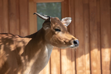 Banteng