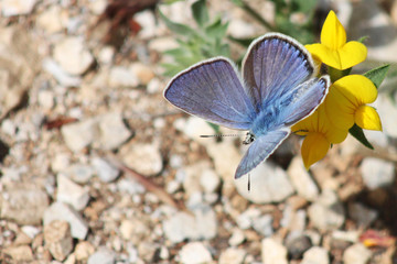 Beutiful blue butterfly on yellow flower