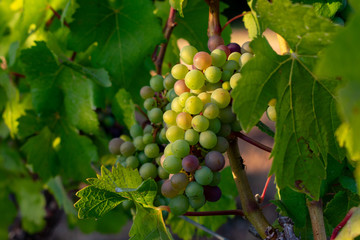 A close up look at a cluster of winegrapes on the vine, some green and some ripening, in summer in an Oregon vineyard. 