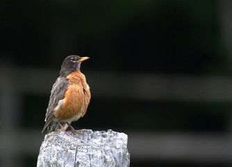 American Robin