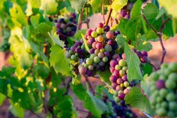 Soft evening light adds glow to clusters of wine grapes ripening in an Oregon vineyard.. 