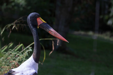 Sattelstorch