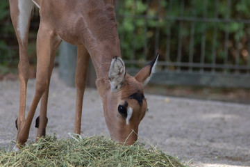 Impala