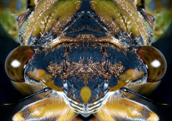 Closeup Macro Cicada Locust - obrazy, fototapety, plakaty