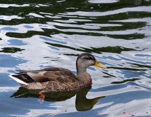 Duck sitting on water with legs visible