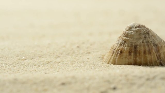 Concha de mar en la arena