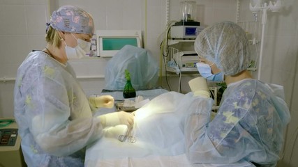 The procedure of castration. Veterinary surgeon operating a cat in a veterinary clinic. 4K