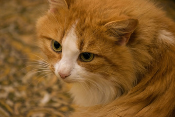 Red cat with white nose on ore-green background