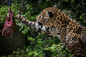 Onça Pintada / Jaguar (Panthera onca)