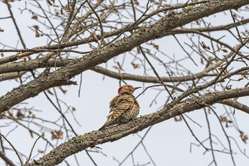 Female Yellow Shafted Flicker in a Tree