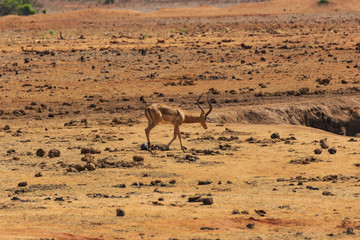 Impala Gazelle ub Kenya