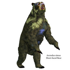 Arctodus Bear Rearing Up - Arctodus was an omnivorous short-faced bear that lived in North America during the Pleistocene Period.