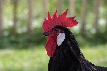 Bergischer schlotterkamm Hahn