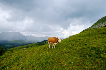 Cow grazing in the Alpine meadow in Switzerland