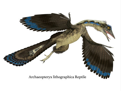 Archaeopteryx Reptile in Flight - Archaeopteryx was a carnivorous Pterosaur reptile that lived in Germany during the Jurassic Period.