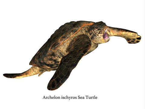 Archelon Turtle Swimming - Archelon was an aquatic reptile sea turtle that lived in South Dakota, USA during the Cretaceous Period.