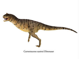 Carnotaurus sastrei Dinosaur Side Profile - Carnotaurus was a carnivorous theropod dinosaur that lived in Patagonia, Argentina during the Cretaceous Period.