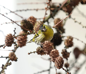 Siskin Bird  Spinus, bird in Poland
