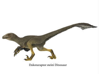 Fototapeta premium Dakotaraptor Dinosaur Side Profile - Dakotaraptor was a carnivorous dromaeosaurid theropod dinosaur that lived in South Dakota, North America during the Cretaceous Period.