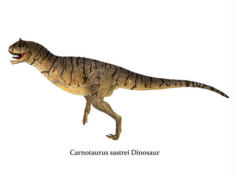 Carnotaurus sastrei Dinosaur Side Profile - Carnotaurus was a carnivorous theropod dinosaur that lived in Patagonia, Argentina during the Cretaceous Period.