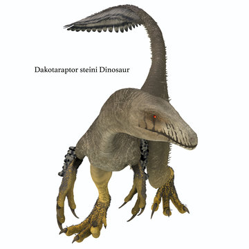 Dakotaraptor Dinosaur Front - Dakotaraptor was a carnivorous dromaeosaurid theropod dinosaur that lived in South Dakota, North America during the Cretaceous Period.
