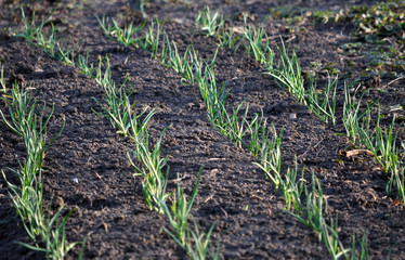 The young garlic grows in the ground