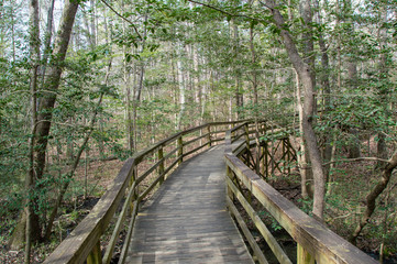 Fototapeta premium Boardwalk over Swamp.Congaree National Park