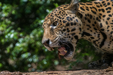 Onça Pintada / Jaguar (Panthera onca)