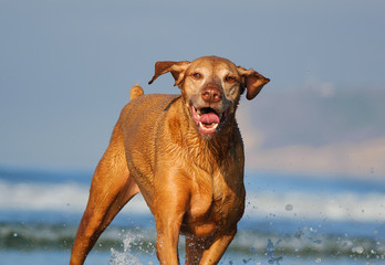 Vizsla dog outdoor portrait playing in ocean