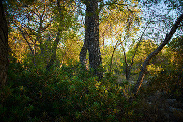 Obraz premium independent 