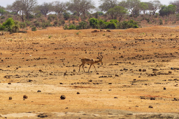 Impala Gazelle ub Kenya