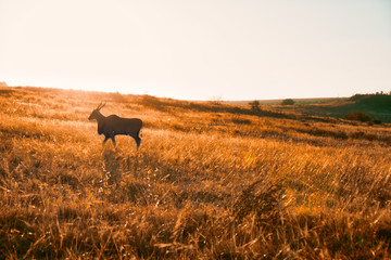 Antelope in the Field