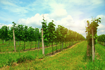 Fototapeta na wymiar Landscape with summer vineyards in sunrise