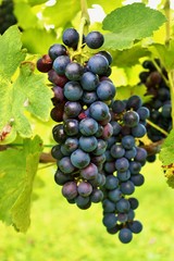 Grapes from a vineyard in Hungary