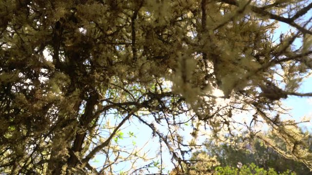 Moss ion a tree, Amazon region, Peu