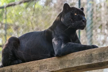 Foto op Plexiglas Jaguar / Jaguar (Panthera onca) © Lucas